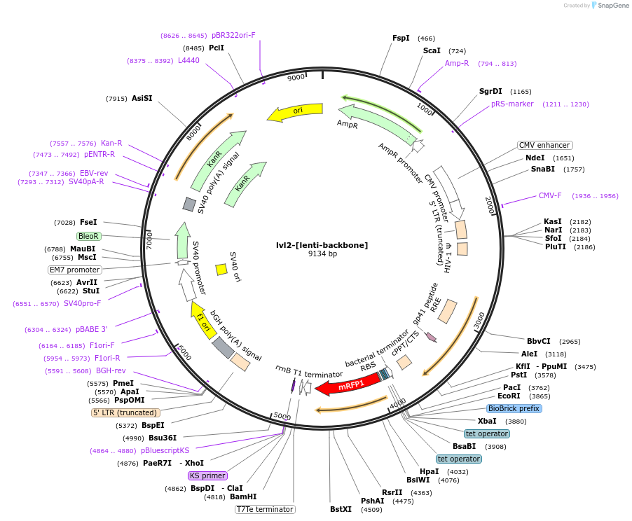 229208-plasmid-map-sequence-id-459784