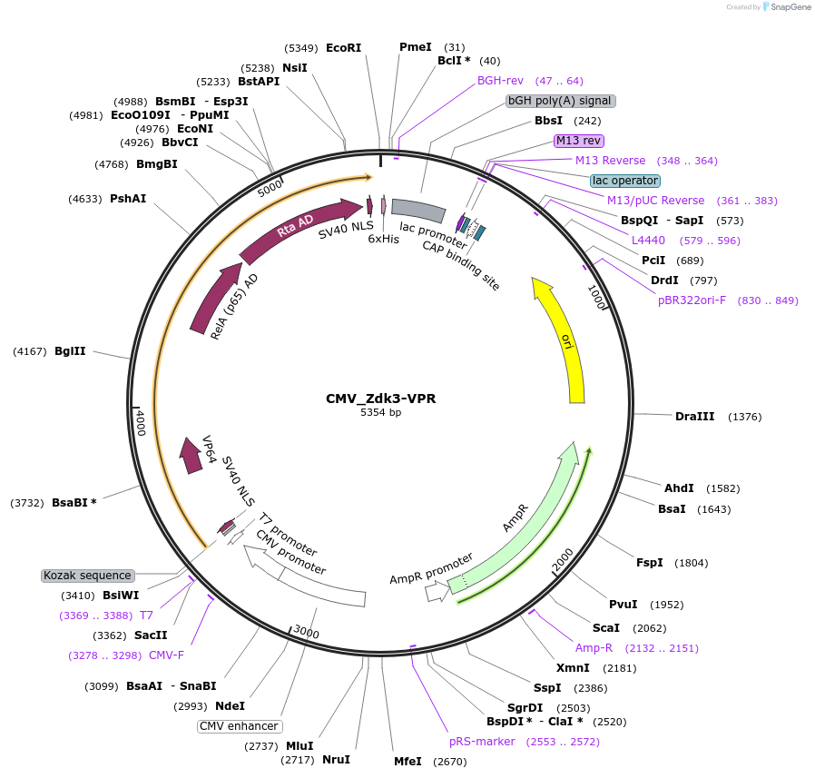231573-plasmid-map-sequence-id-459787
