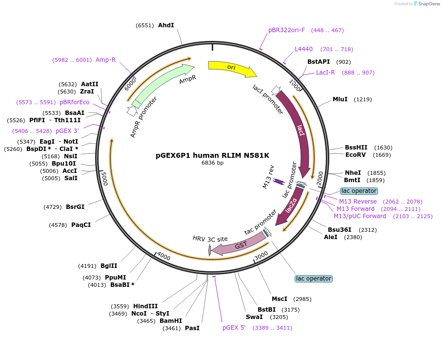 232241-plasmid-map-sequence-id-459790