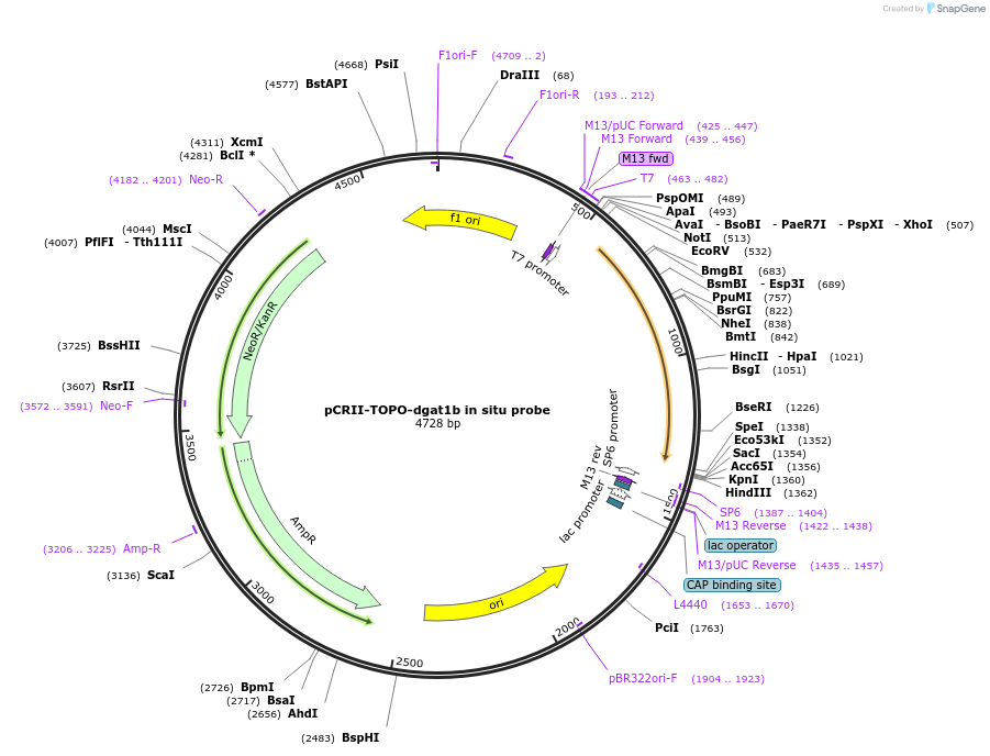 232138-plasmid-map-sequence-id-459795