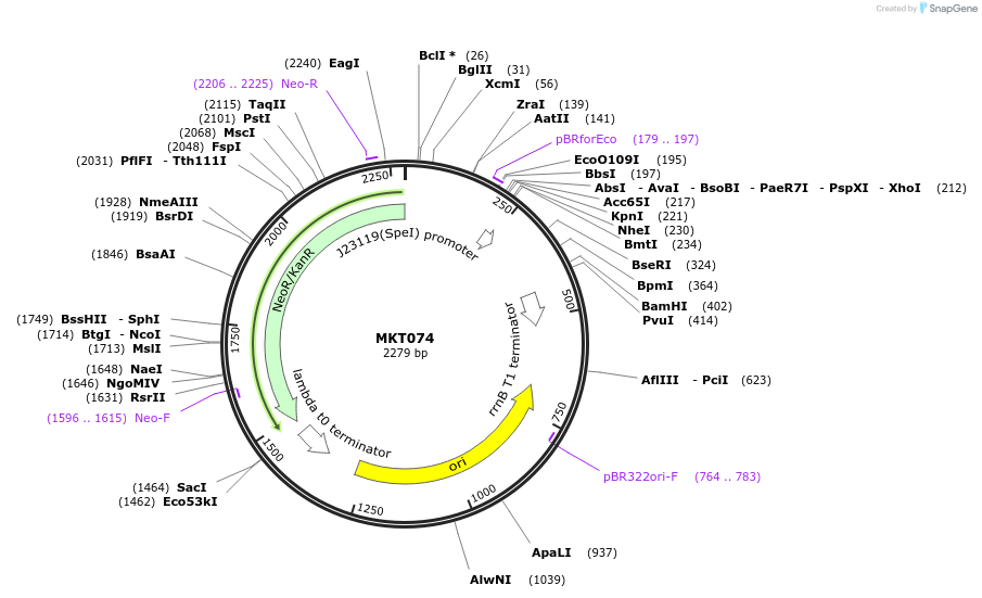 231997-plasmid-map-sequence-id-459807