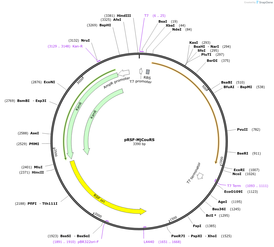 229066-plasmid-map-sequence-id-459819