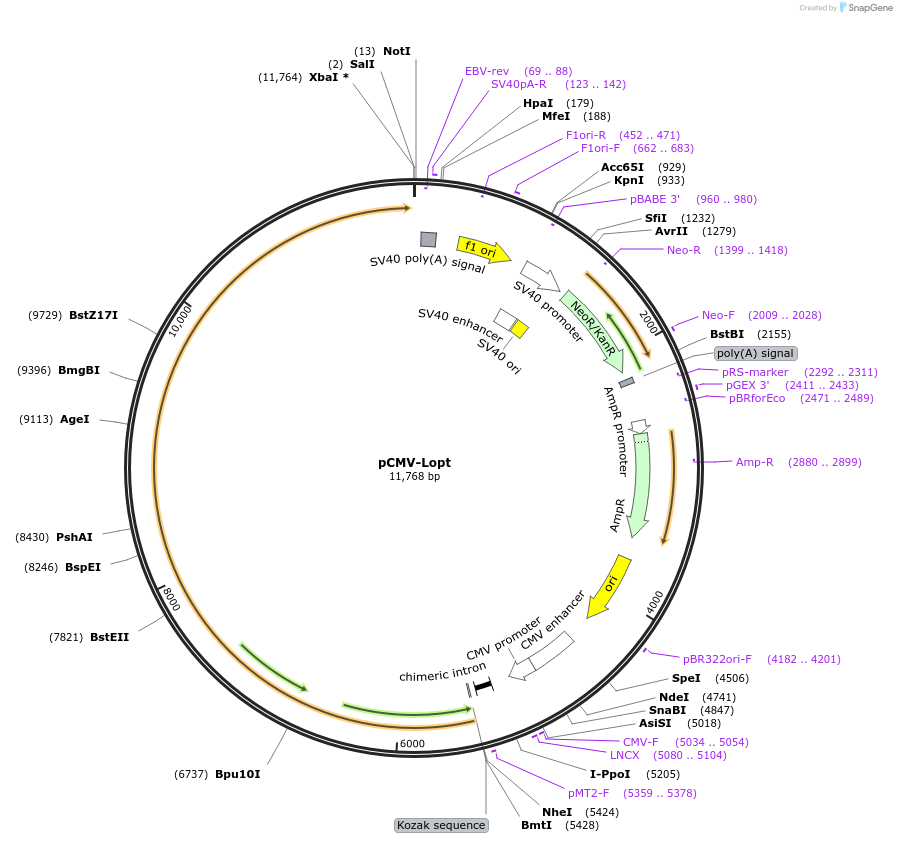 231706-plasmid-map-sequence-id-459825