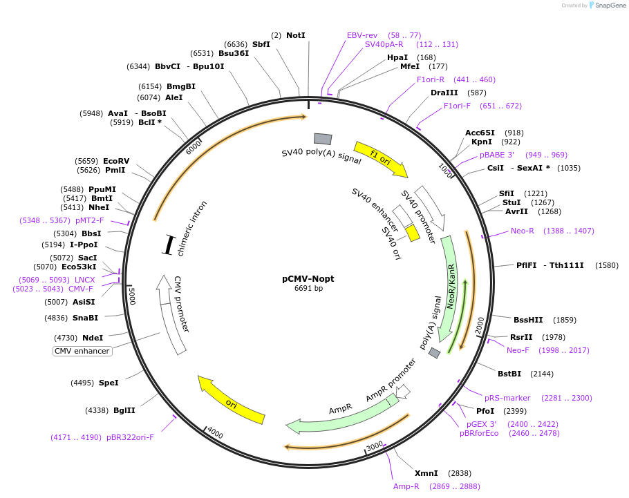 231704-plasmid-map-sequence-id-459826