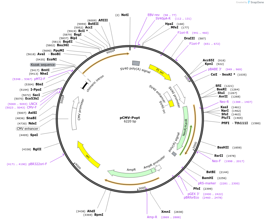 231705-plasmid-map-sequence-id-459827