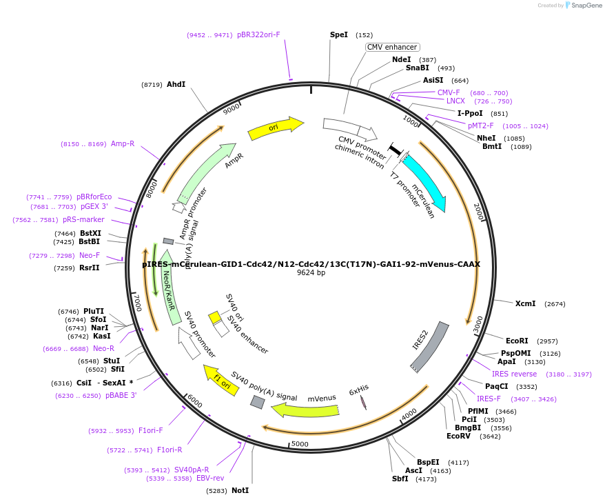 232265-plasmid-map-sequence-id-459830