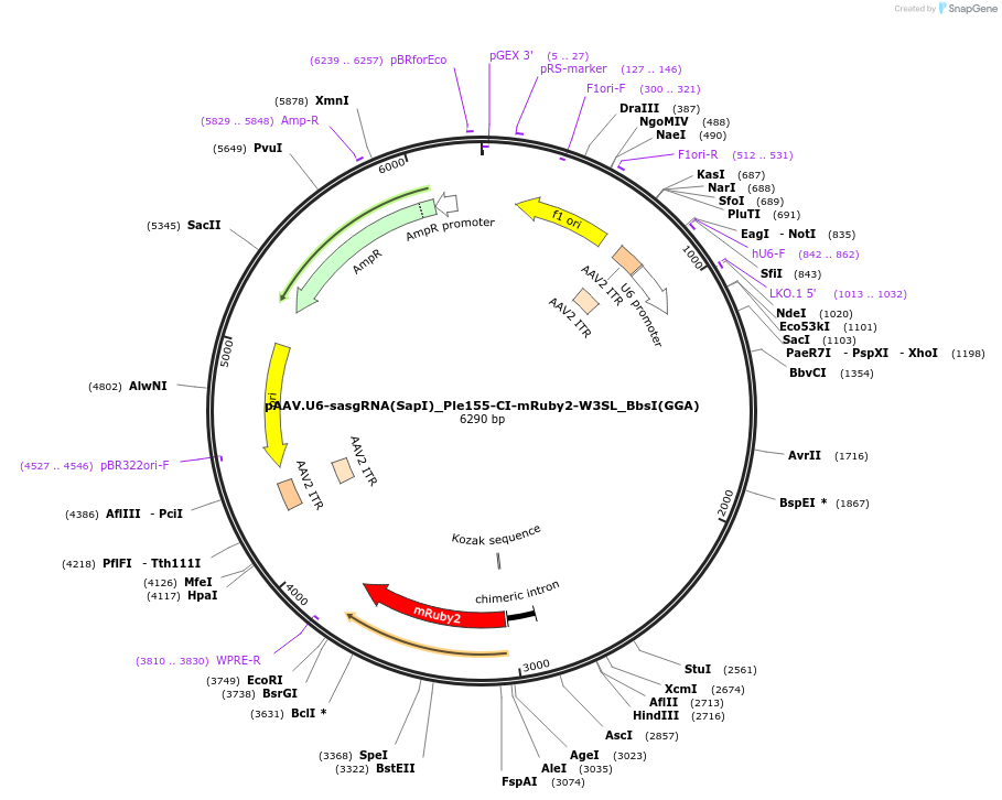 231368-plasmid-map-sequence-id-459838