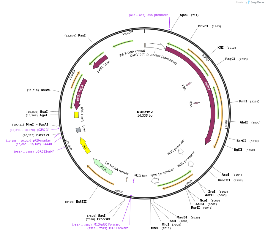 232175-plasmid-map-sequence-id-459840