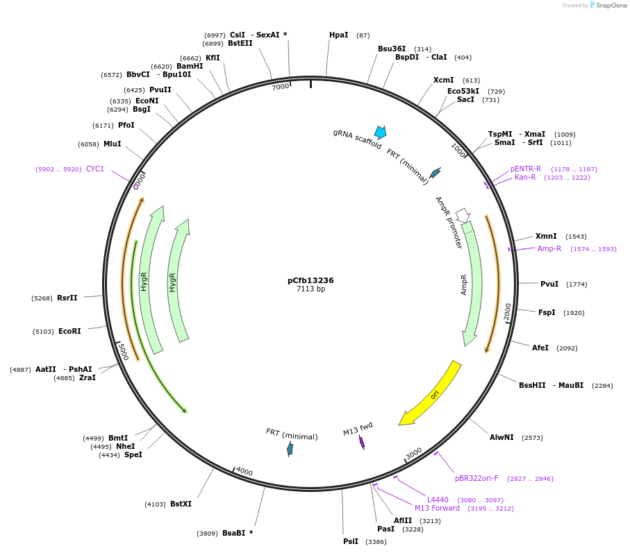 219909-plasmid-map-sequence-id-459847
