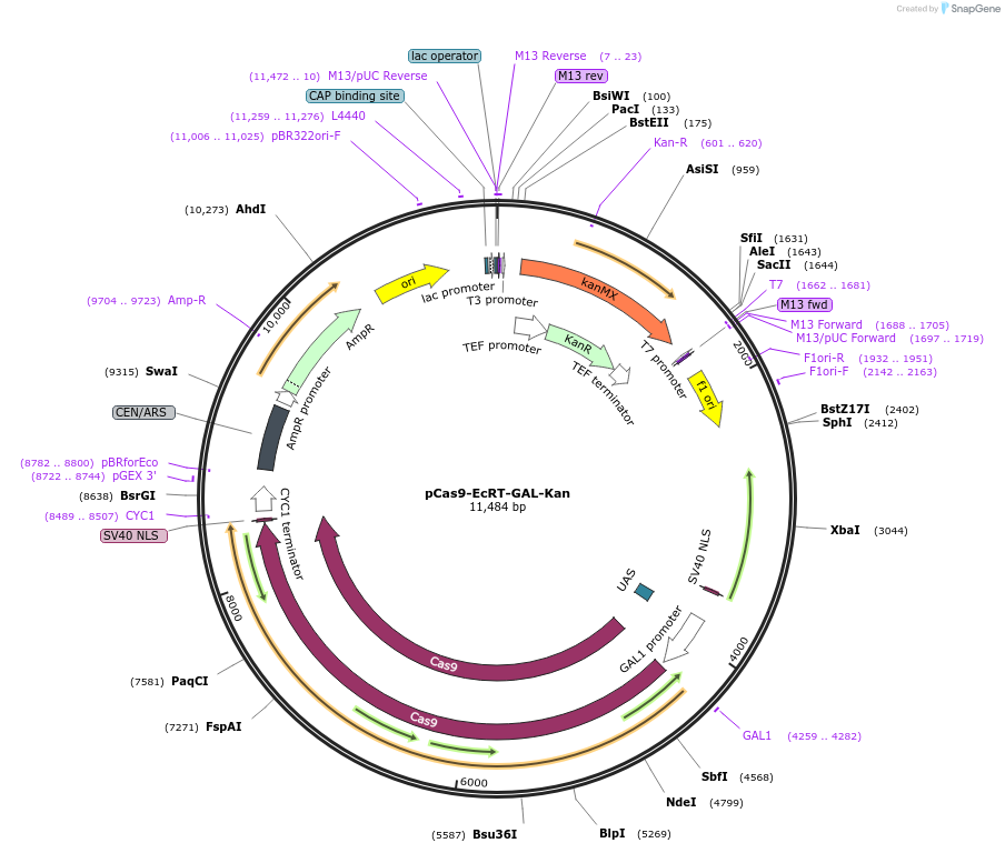 232092-plasmid-map-sequence-id-459849