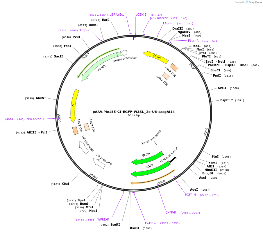 231366-plasmid-map-sequence-id-459854