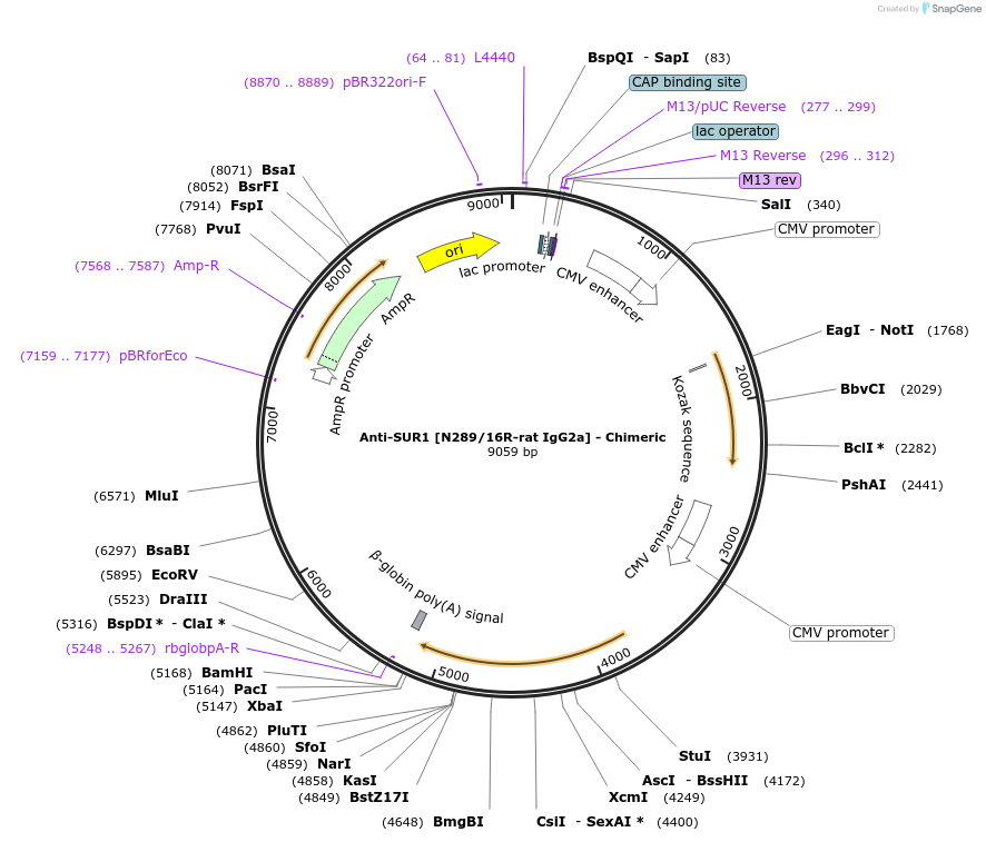 231835-plasmid-map-sequence-id-459857