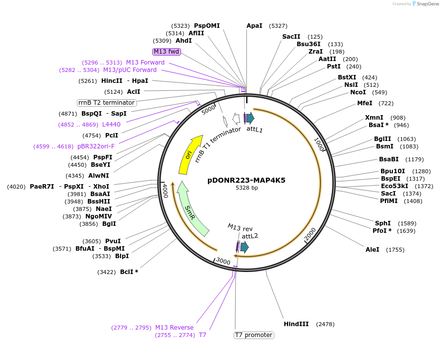 23611-plasmid-map-sequence-id-459880
