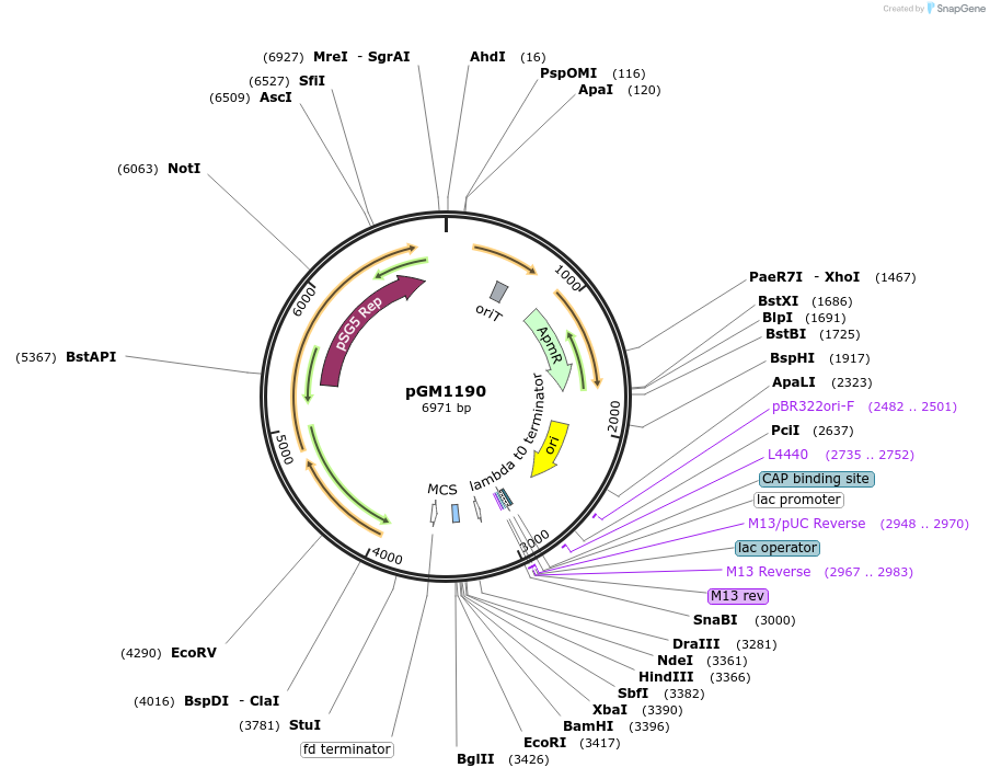 69994-plasmid-map-sequence-id-459908