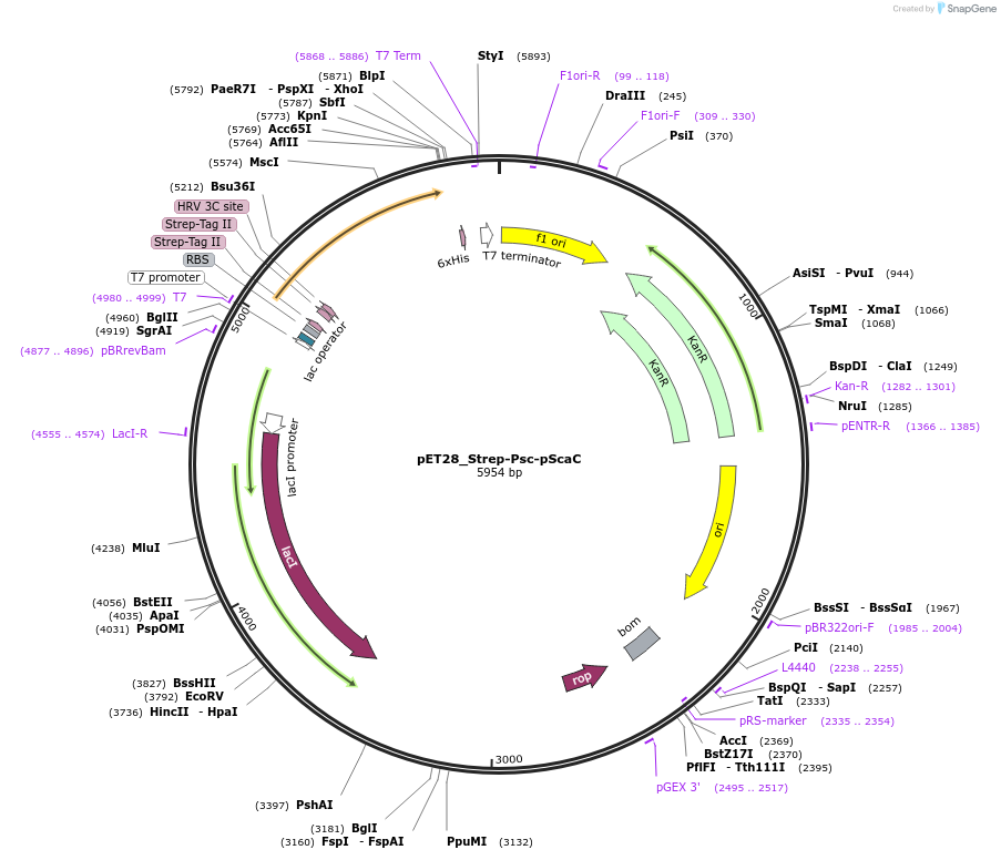 228834-plasmid-map-sequence-id-459919