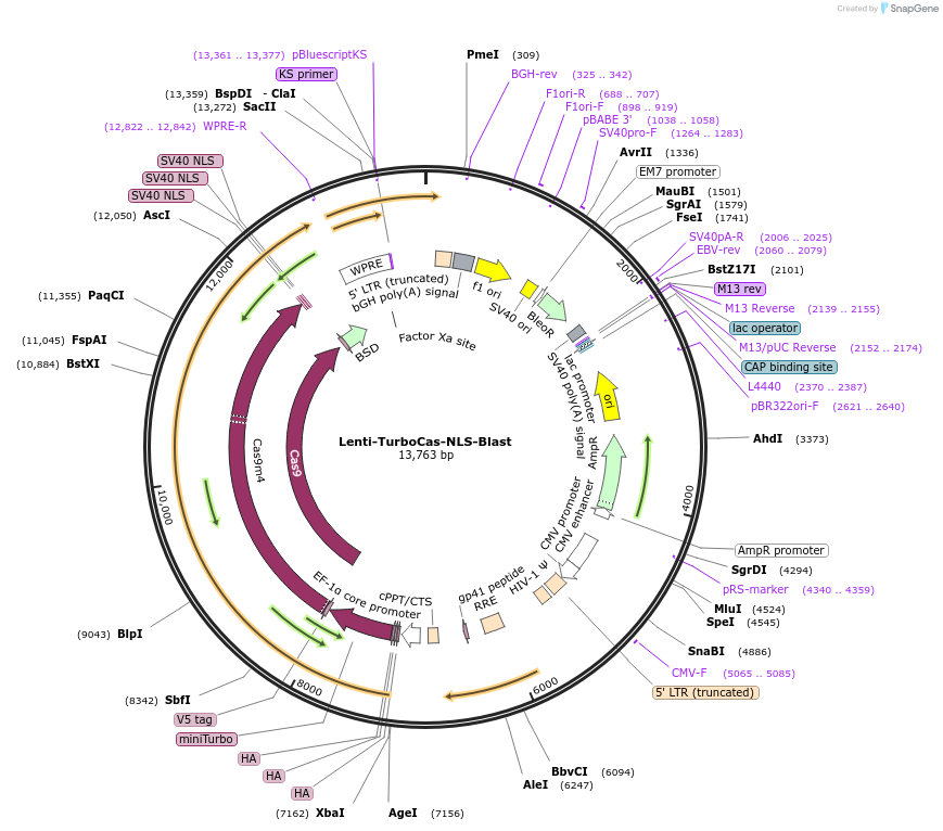 232346-plasmid-map-sequence-id-459920