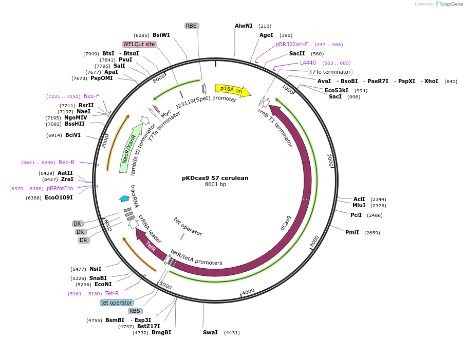 230959-plasmid-map-sequence-id-459935