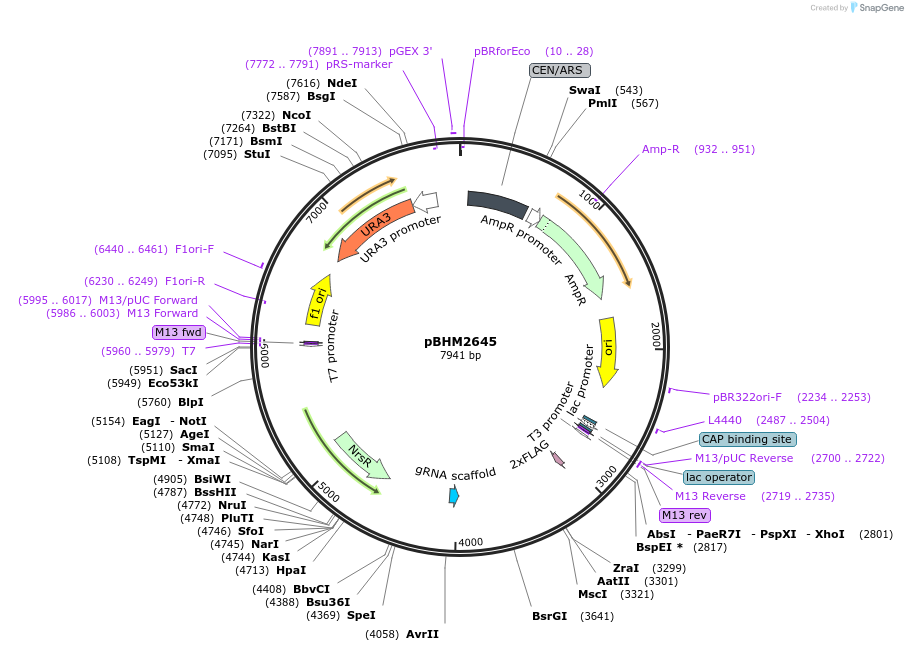 229529-plasmid-map-sequence-id-459936