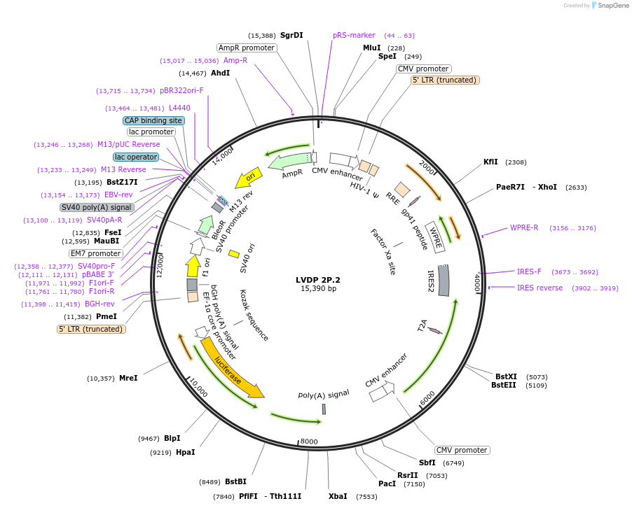231904-plasmid-map-sequence-id-459942