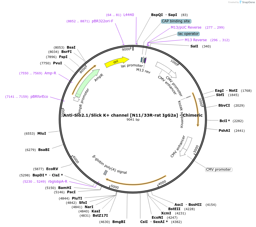 231829-plasmid-map-sequence-id-459956