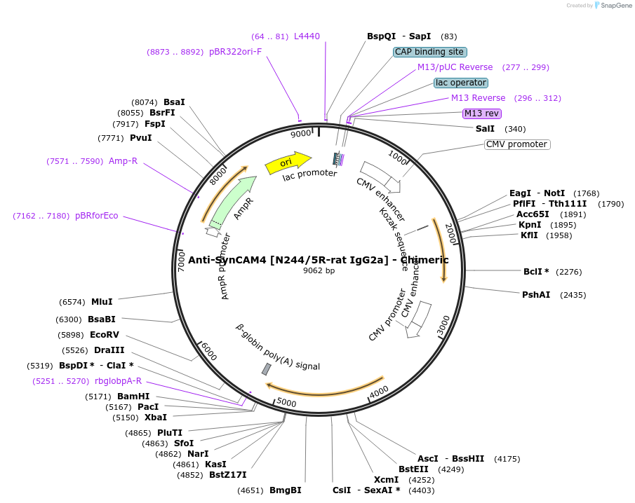 231839-plasmid-map-sequence-id-459966