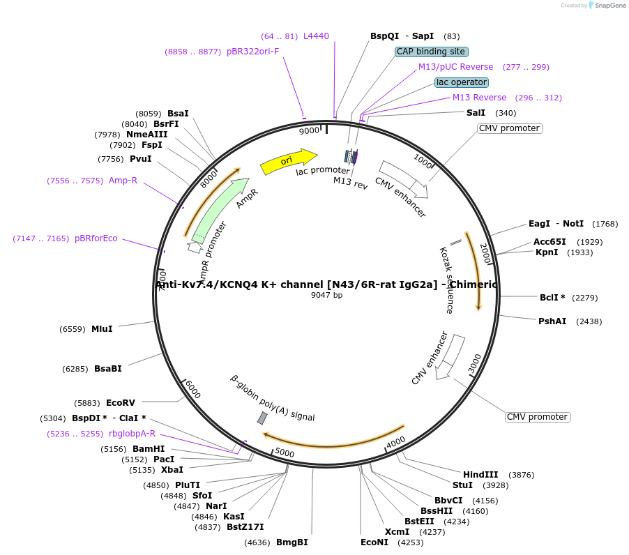231826-plasmid-map-sequence-id-459968