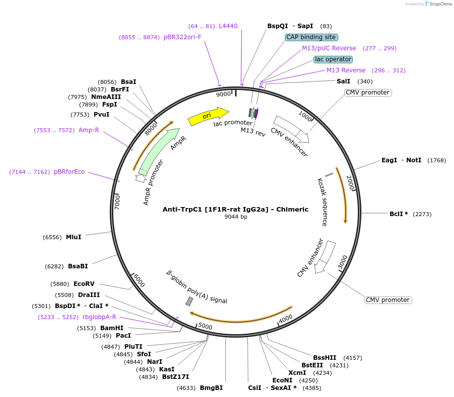 231834-plasmid-map-sequence-id-459970