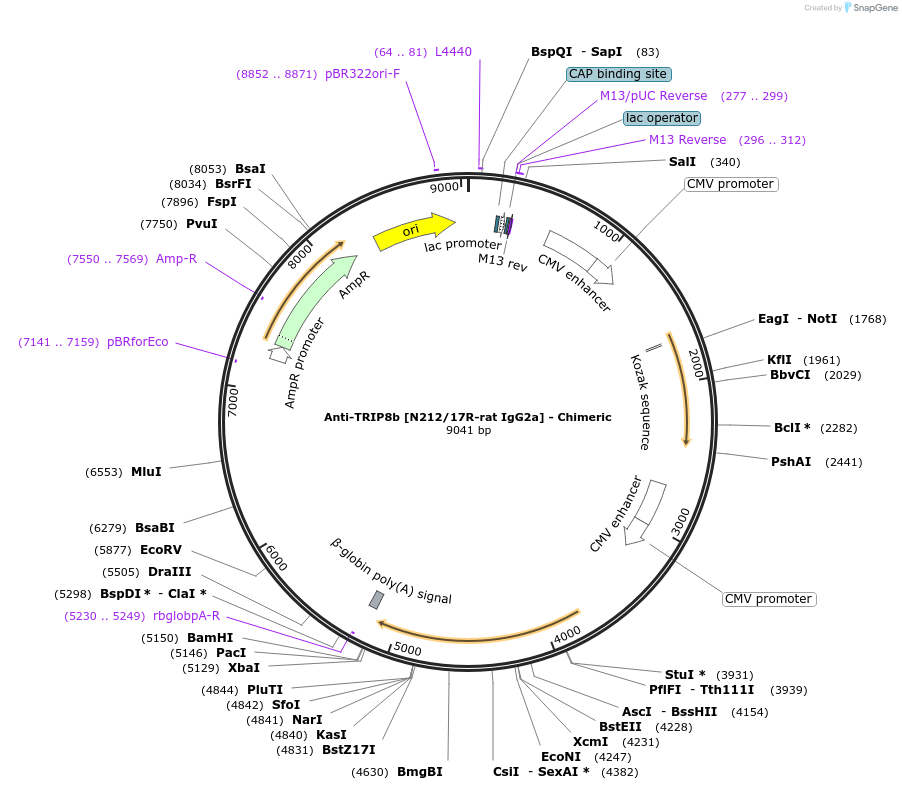 231833-plasmid-map-sequence-id-459976