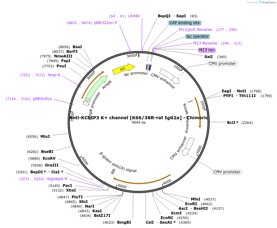 231831-plasmid-map-sequence-id-459979