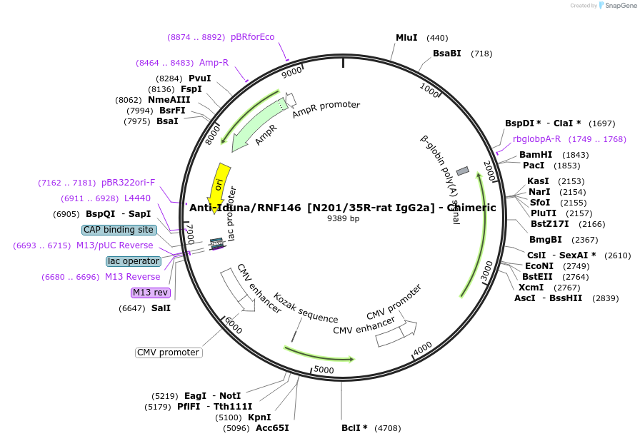 231832-plasmid-map-sequence-id-459980