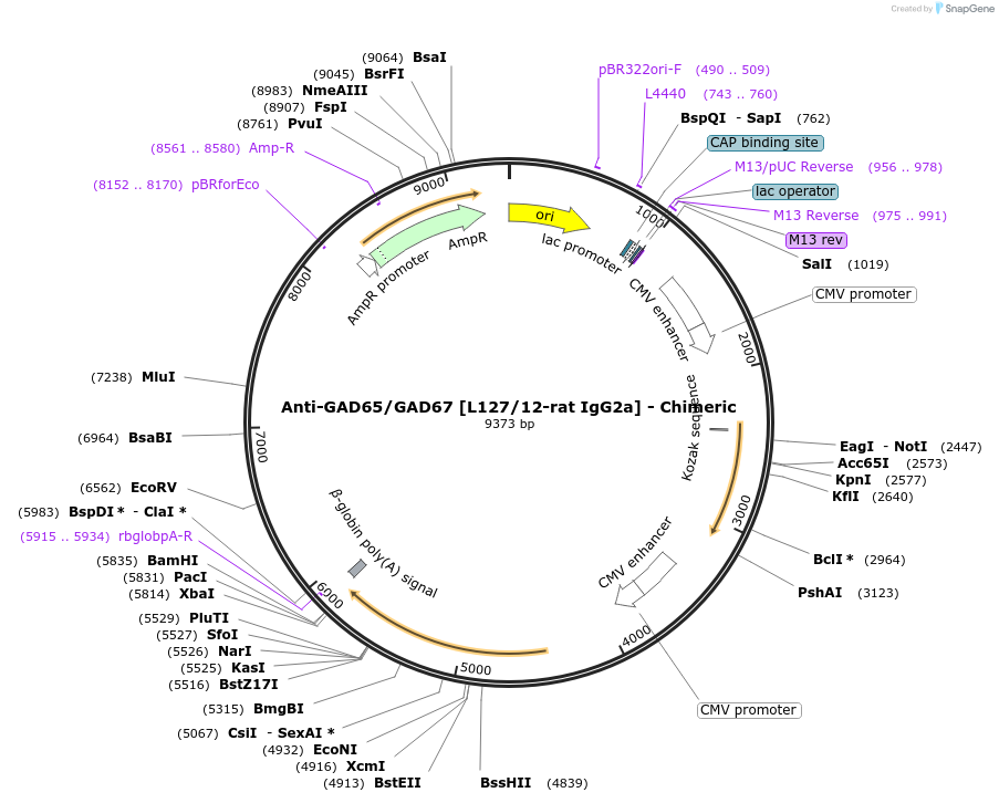 227046-plasmid-map-sequence-id-459983
