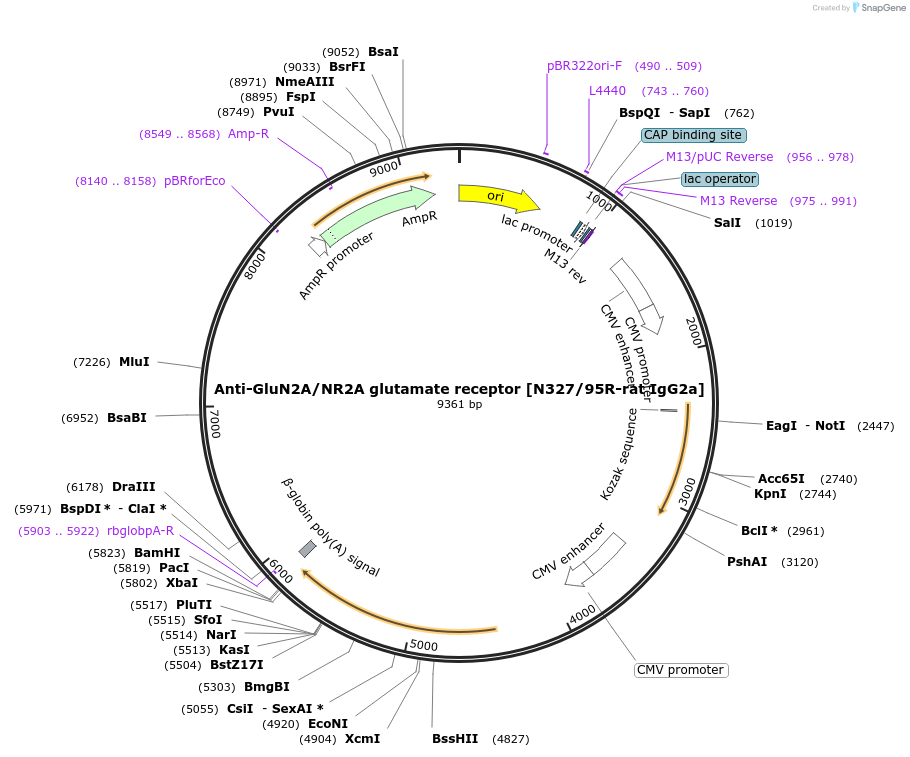 225420-plasmid-map-sequence-id-459984