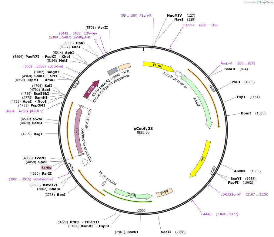 44004-plasmid-map-sequence-id-459991