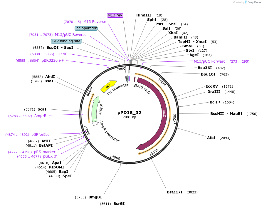 1435-plasmid-map-sequence-id-46