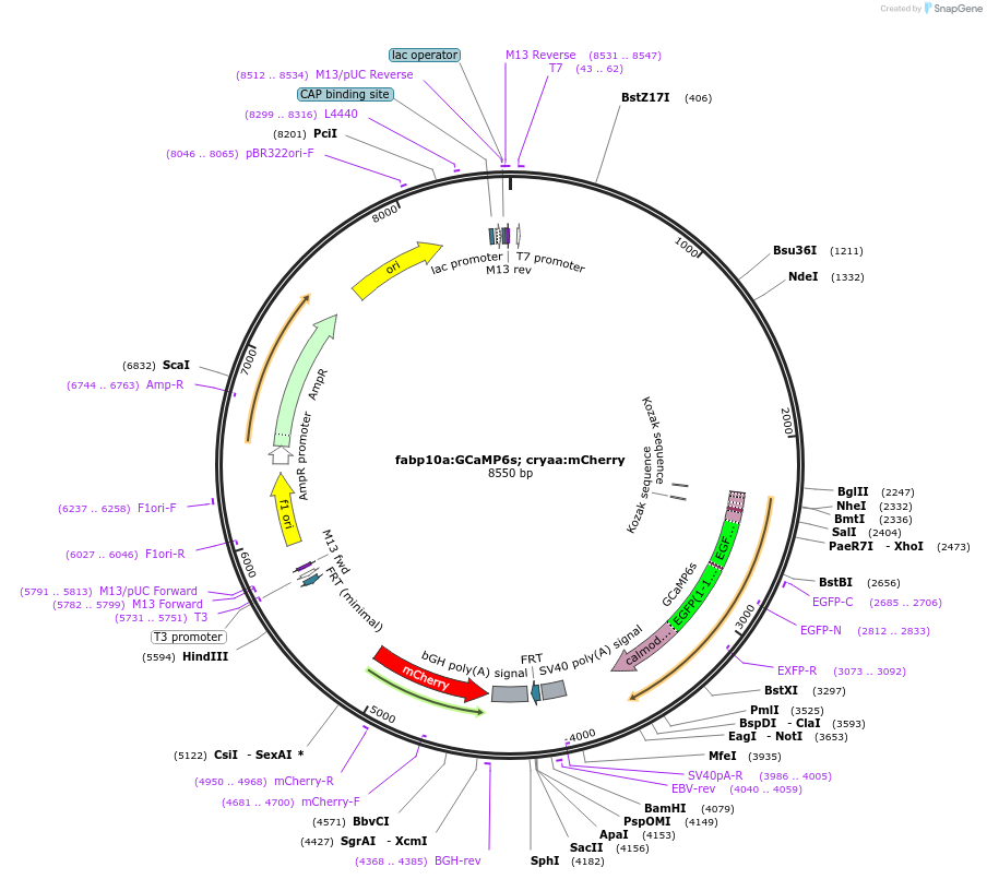 230060-plasmid-map-sequence-id-460021