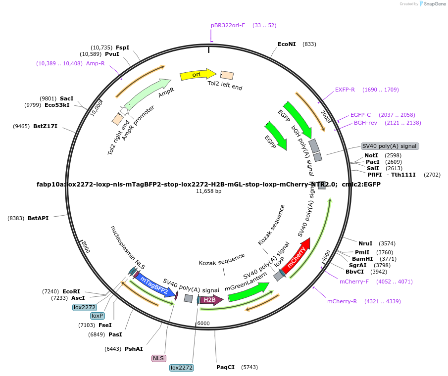 230075-plasmid-map-sequence-id-460027