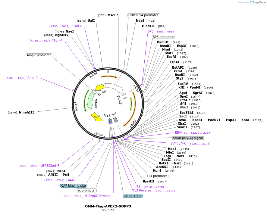 229073-plasmid-map-sequence-id-460059