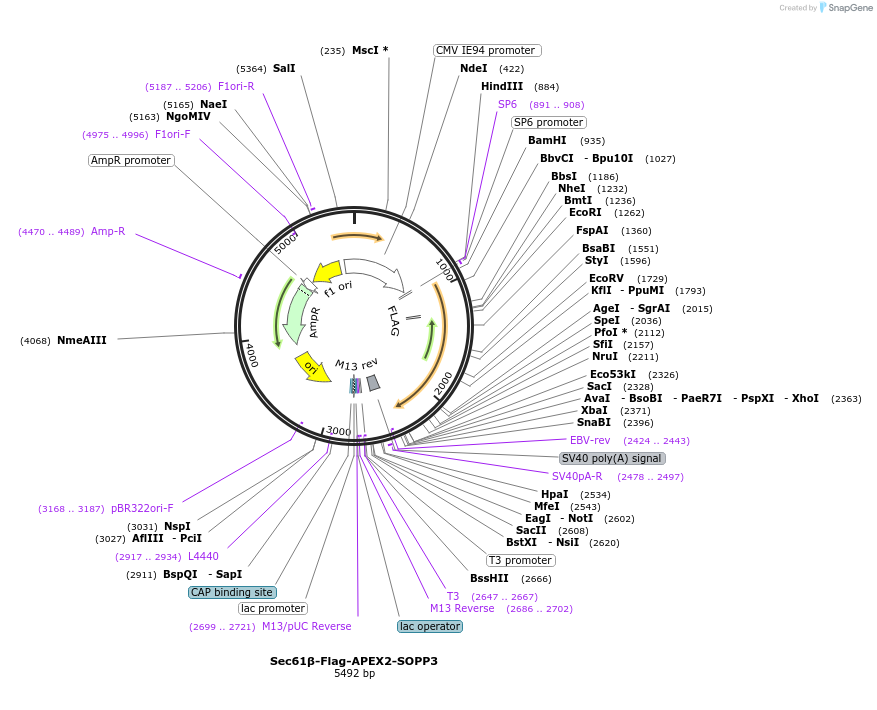 229072-plasmid-map-sequence-id-460062