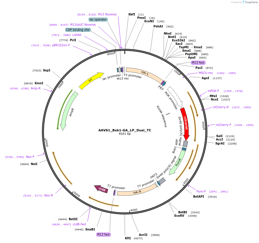 231943-plasmid-map-sequence-id-460112