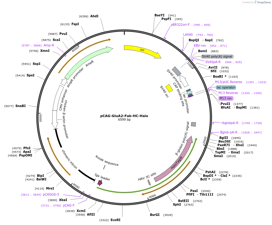 230061-plasmid-map-sequence-id-460113