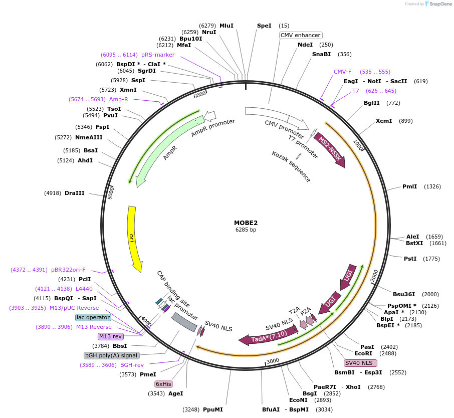 219942-plasmid-map-sequence-id-460115