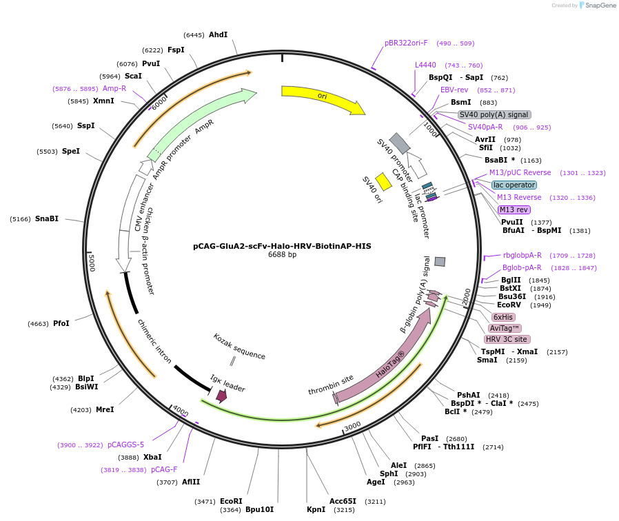 230059-plasmid-map-sequence-id-460118