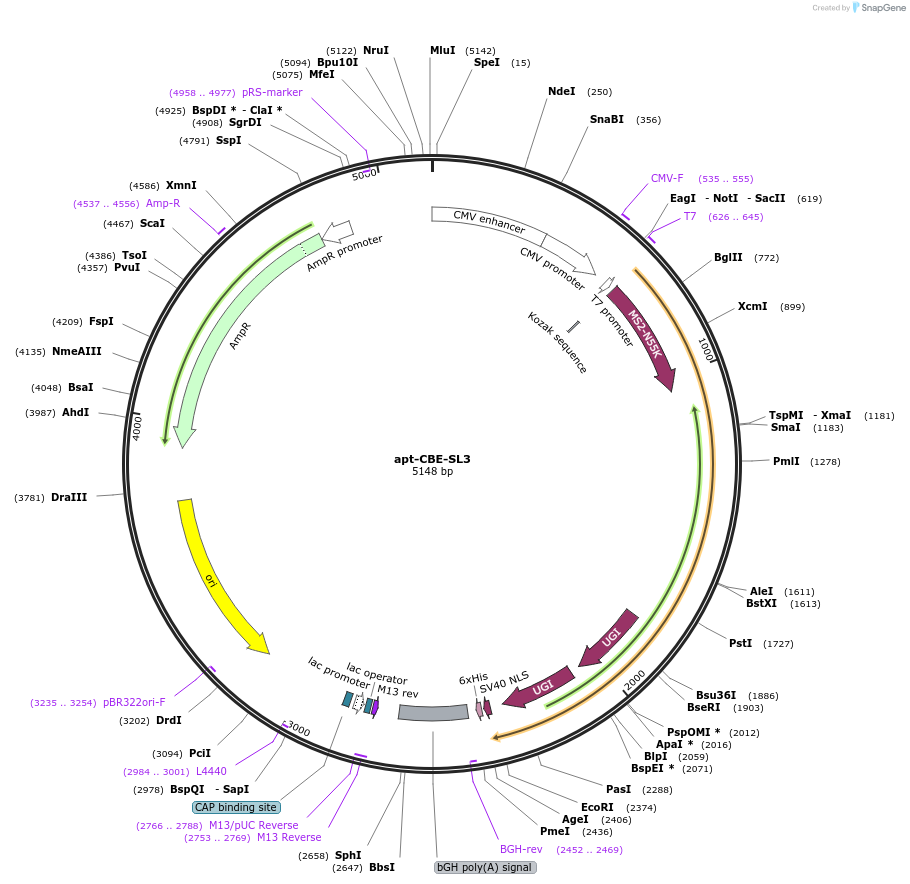 219940-plasmid-map-sequence-id-460120