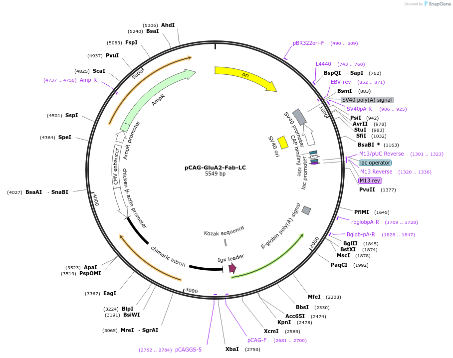 230063-plasmid-map-sequence-id-460122