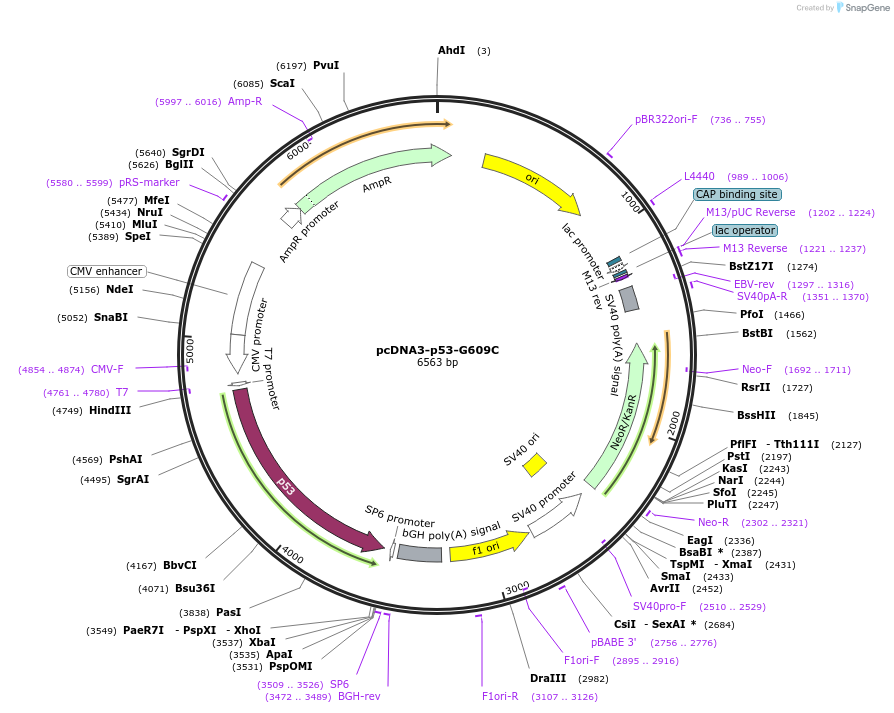 229533-plasmid-map-sequence-id-460224