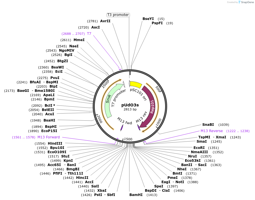 210240-plasmid-map-sequence-id-460226