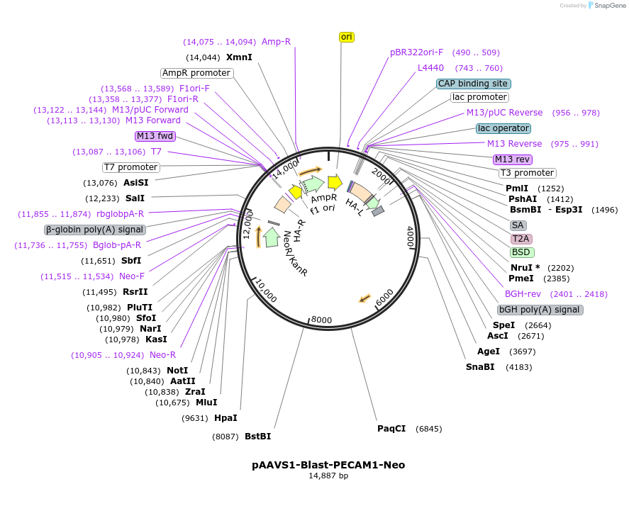 221149-plasmid-map-sequence-id-460230