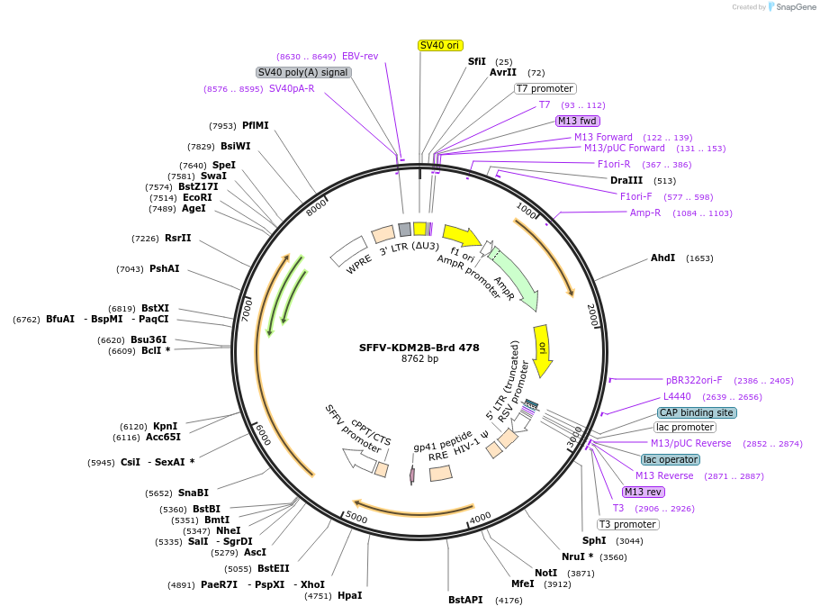 219378-plasmid-map-sequence-id-460232