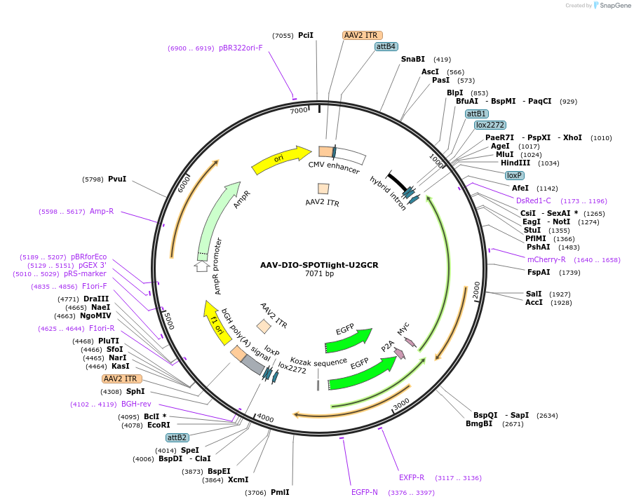 231889-plasmid-map-sequence-id-460233