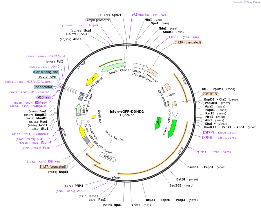 232463-plasmid-map-sequence-id-460234